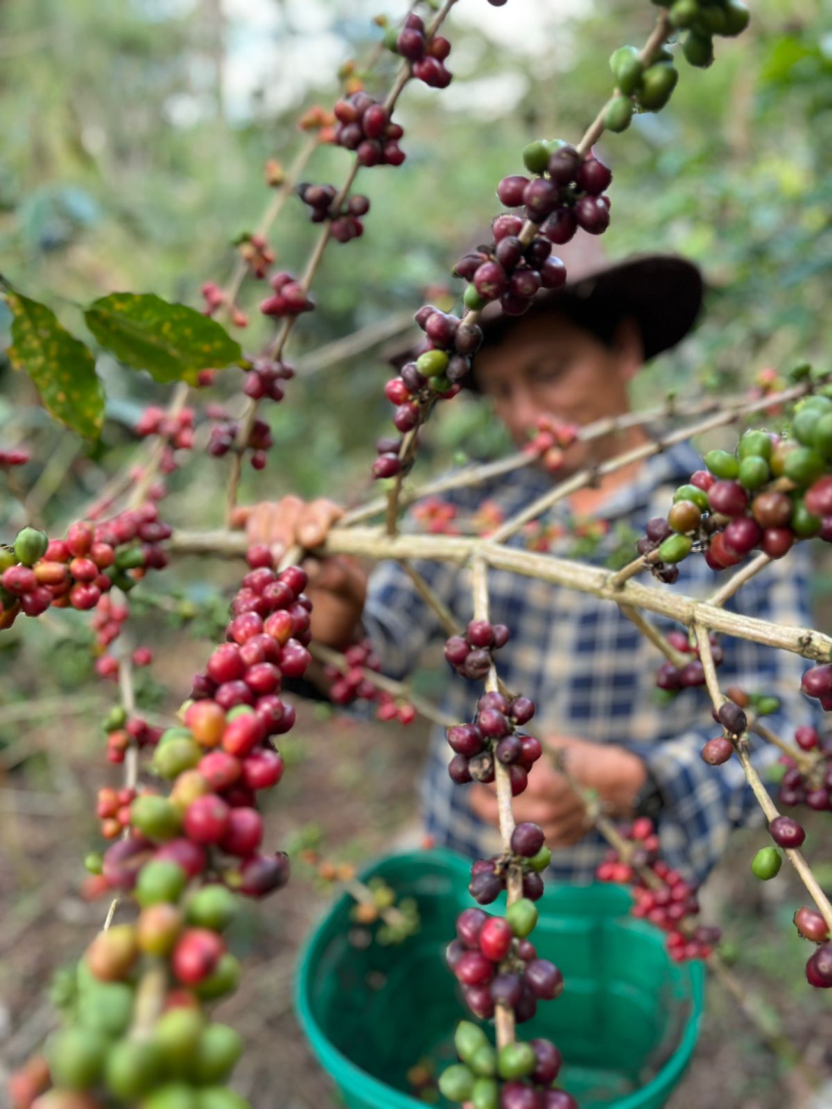 Productor cosechando cerezas de café en la finca