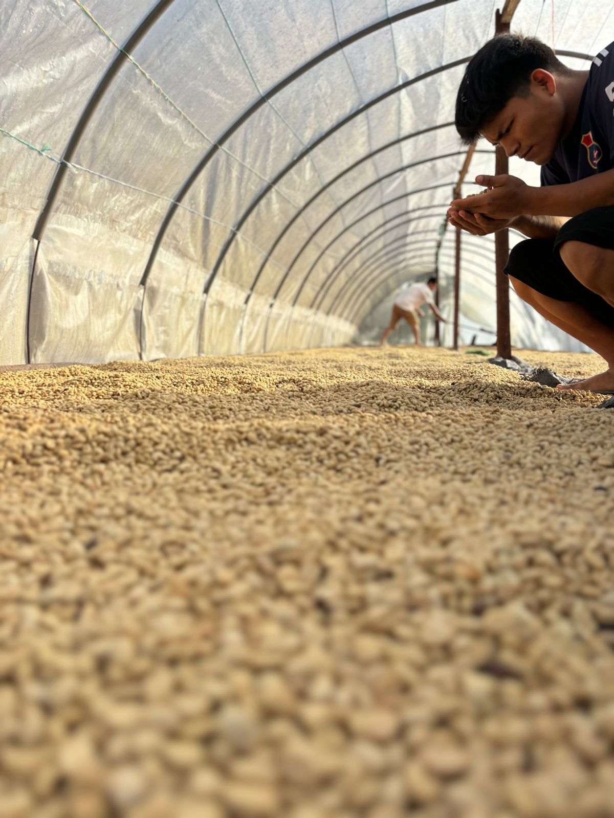 Secado de café al sol en la finca