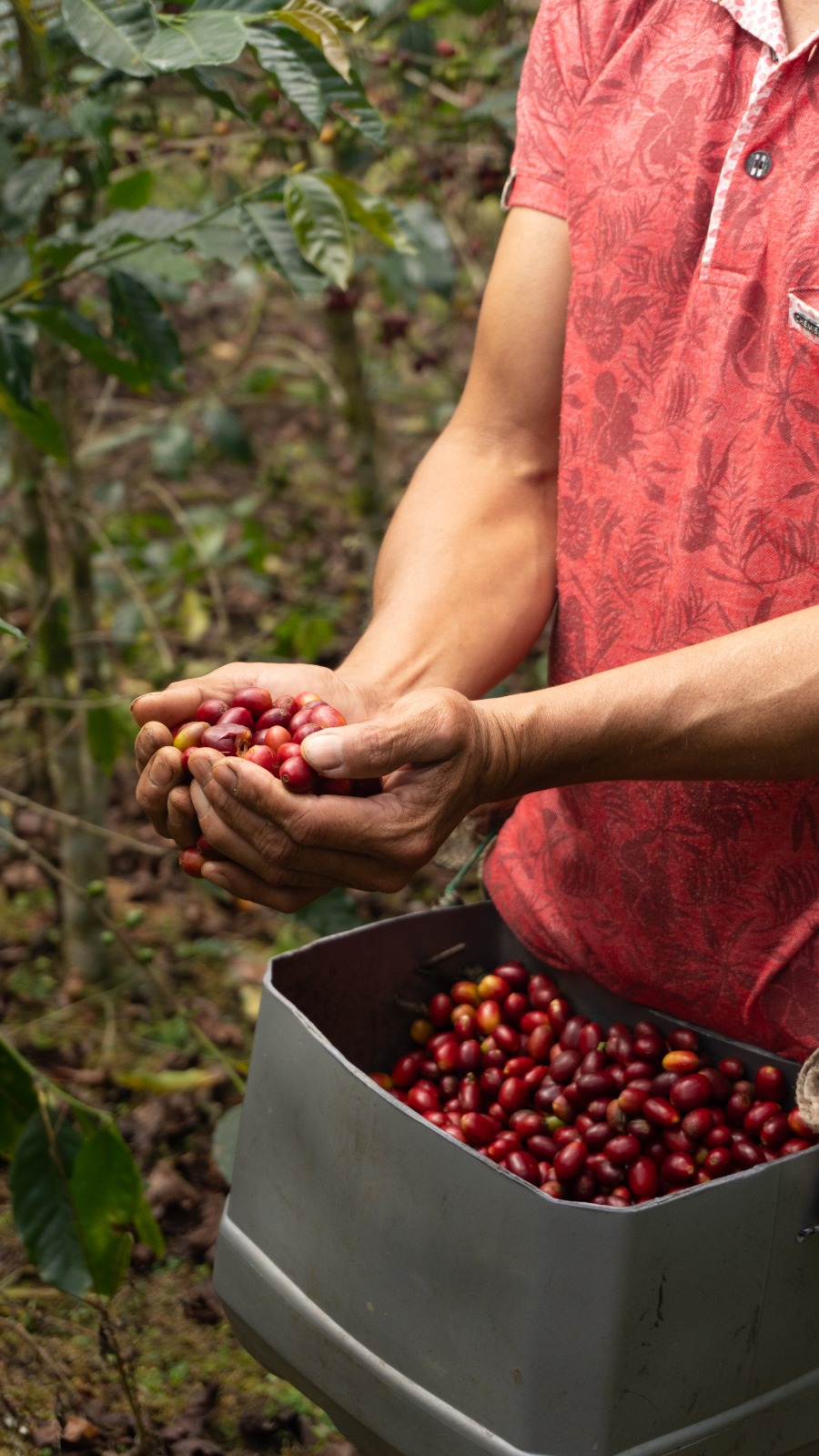 Productor sosteniendo cerezas de café recién cosechadas
