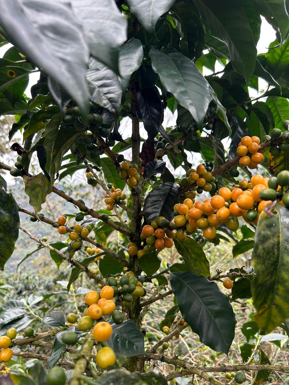 Cerezas de café Caturra madurando en la planta