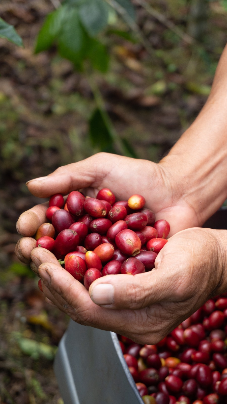Manos sosteniendo cerezas de café maduras