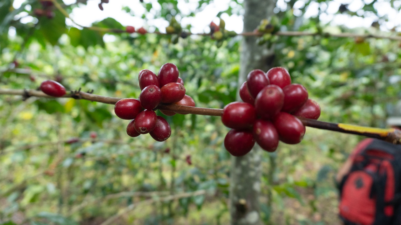 Rama con cerezas de café Bourbon Cafetón